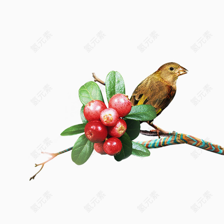 红色果子小鸟素材PNG