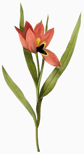 手绘盛开红色花朵素材