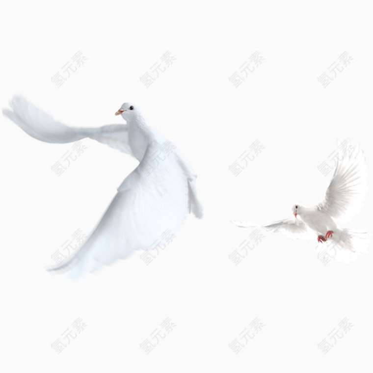 白鸽 