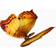 蝴蝶免抠PNG透明图片素材