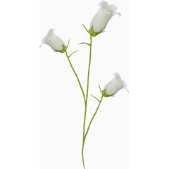 白色花朵图案