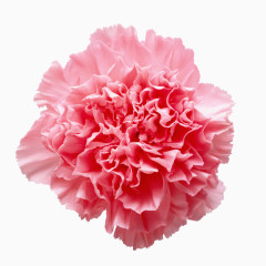 鲜花素材鲜花边框素材