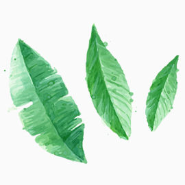 三叶草