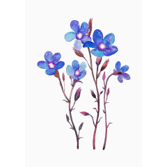 蓝色五瓣花盛开