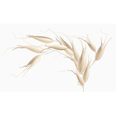 矢量玉米麦穗图片