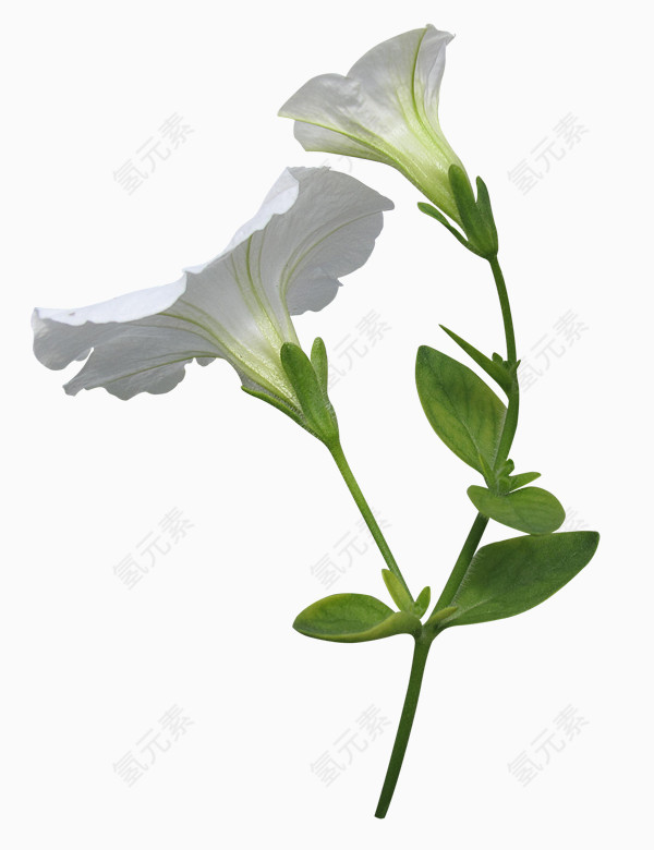 庆典花卉花草矢量图素材