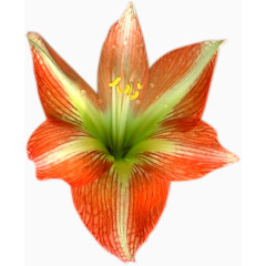 花卉标签花卉矢量素材