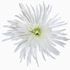 花草背景素材花草矢量图素材