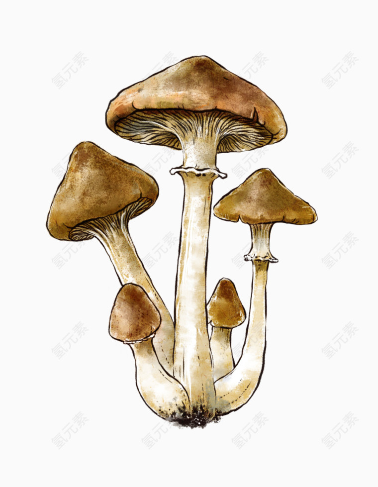 可爱的蘑菇