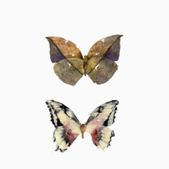 蝴蝶水彩画素材图片