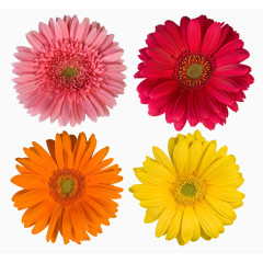 重阳节菊花组图