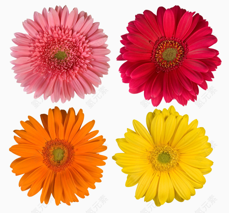 重阳节菊花组图