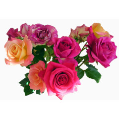 手绘鲜花花束玫瑰