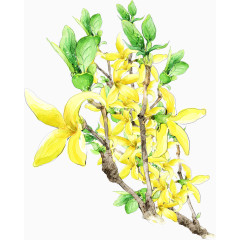 手绘风油画风水彩风花卉