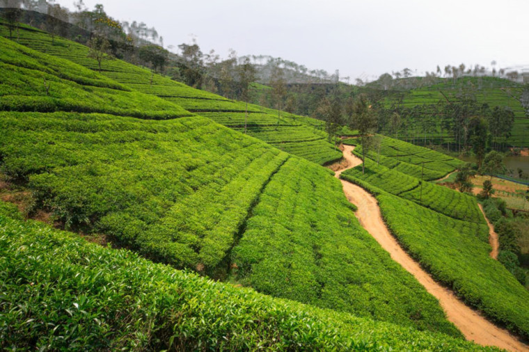 茶园风景