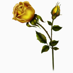 金色的玫瑰