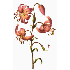 鲜花背景素材卡通鲜花