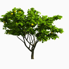 绿树树木png透明图片素材