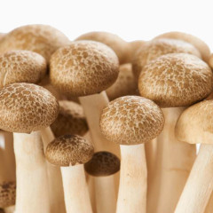 蟹味菇免扣素材