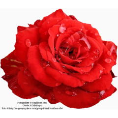 装饰图片手绘装饰图片