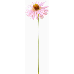 卡通装饰素材卡通