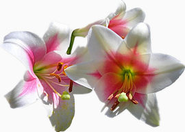 漂亮百合花
