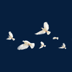 飞行的白鸽