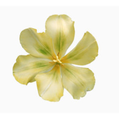 花卉图案花朵图片