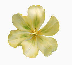 花卉图案花朵图片