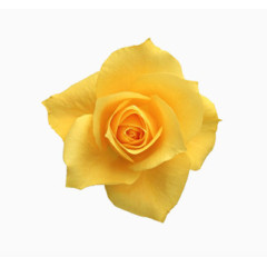 抽象鲜花素材手绘花朵