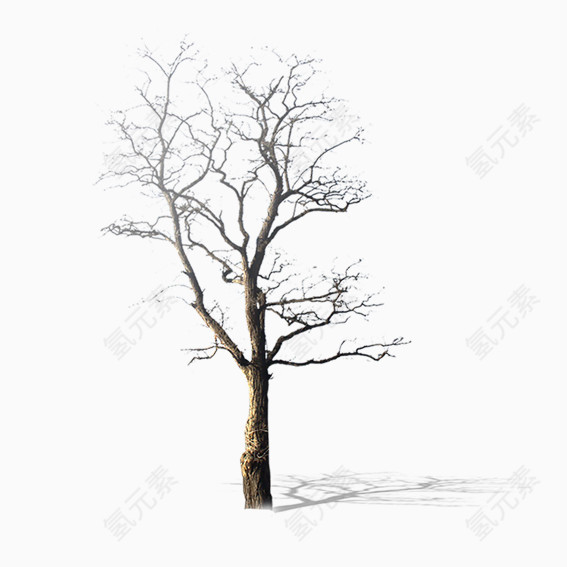 枯树