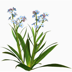 花草标签花草图案