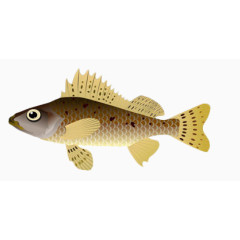 手绘海洋生物鱼类