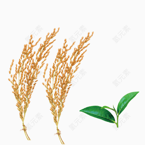 高清稻谷谷粒谷穗茶叶
