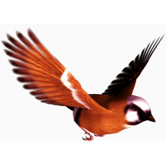 展翅飞翔的鸟儿