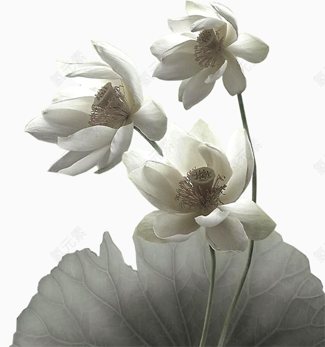 时尚风格装饰花边花朵