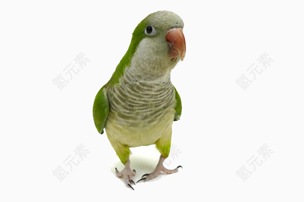 绿色小鹦鹉