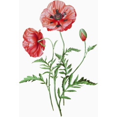 花朵免费下载  花  手绘