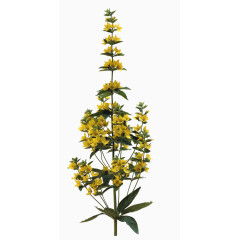 手绘装饰装饰素材