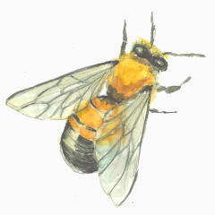 水彩苍蝇