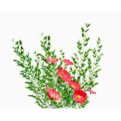 手绘花朵图片鲜花