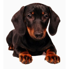 动物素描手绘动物图片 大黑狗