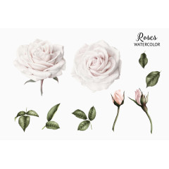 粉色玫瑰花装饰图案