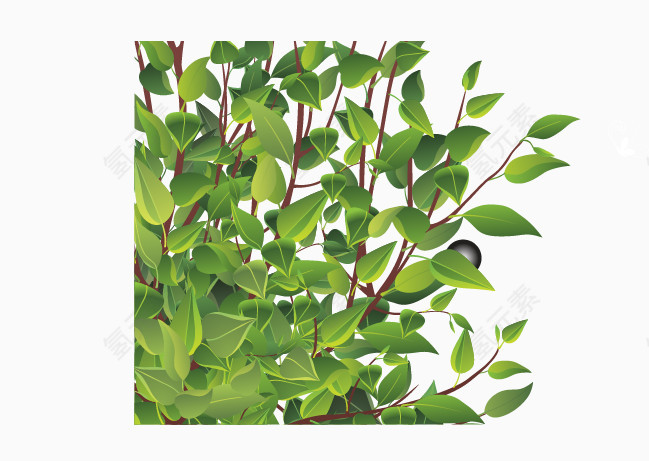 茎叶枝条素材