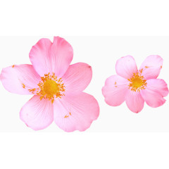 花草设计素材装饰卡通