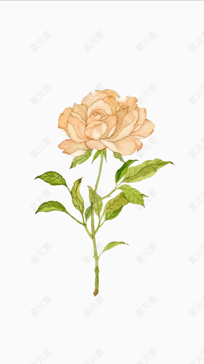手绘盛开的黄色花朵