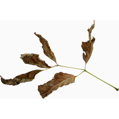 树叶元素树叶图片素材