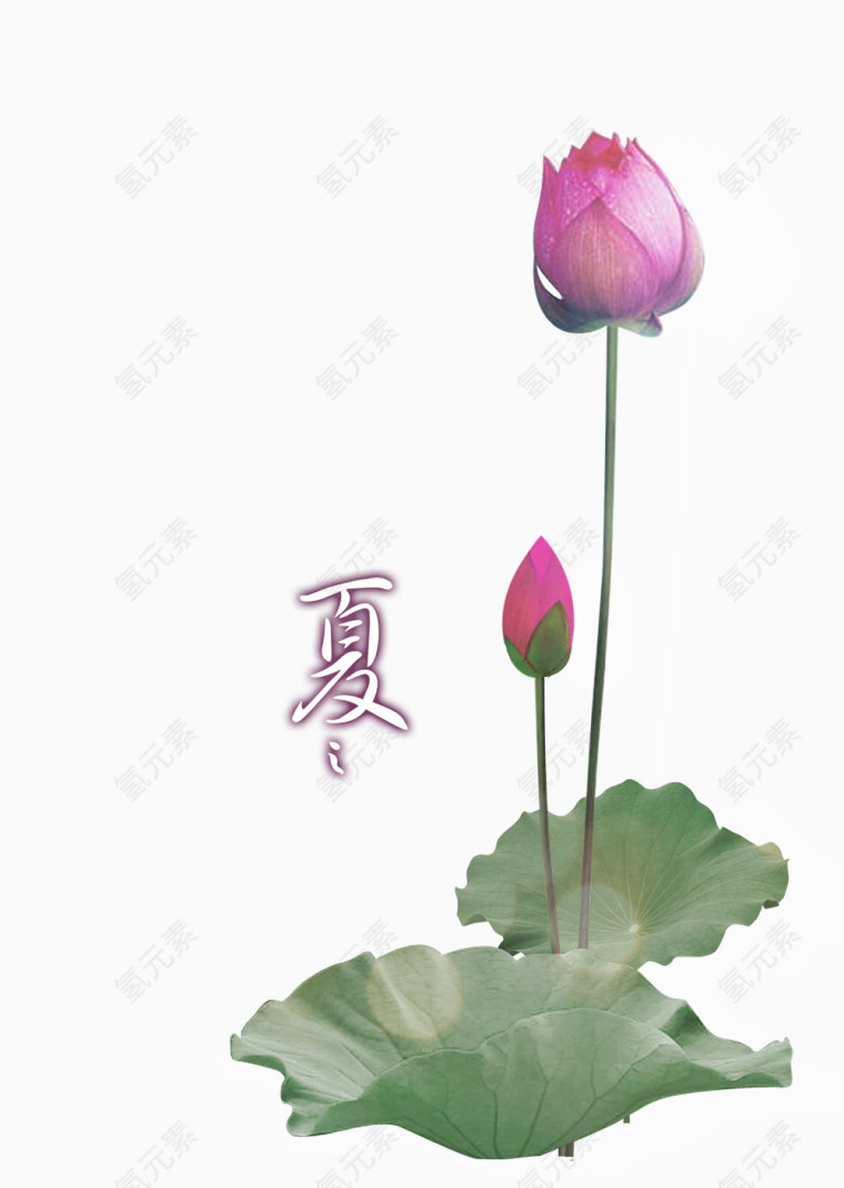 创意荷花素材