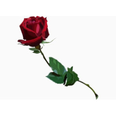 卡通手绘一支美丽玫瑰