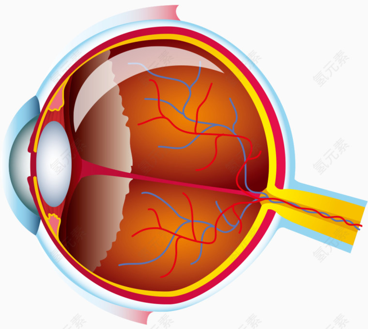 人体器官眼球组织
